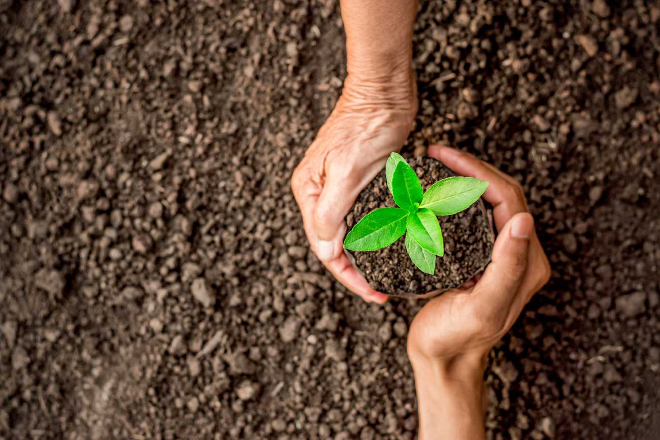 Two people's hands holding a plant.